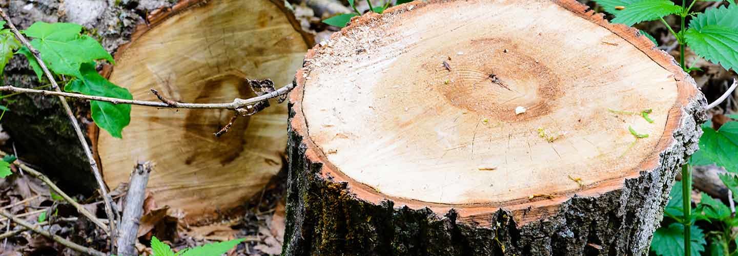 ABTreeService_1021096482_1440