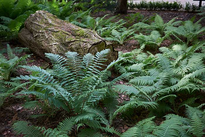 underbrush