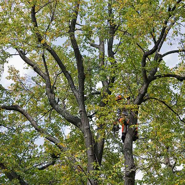 man in a tree trimming branches